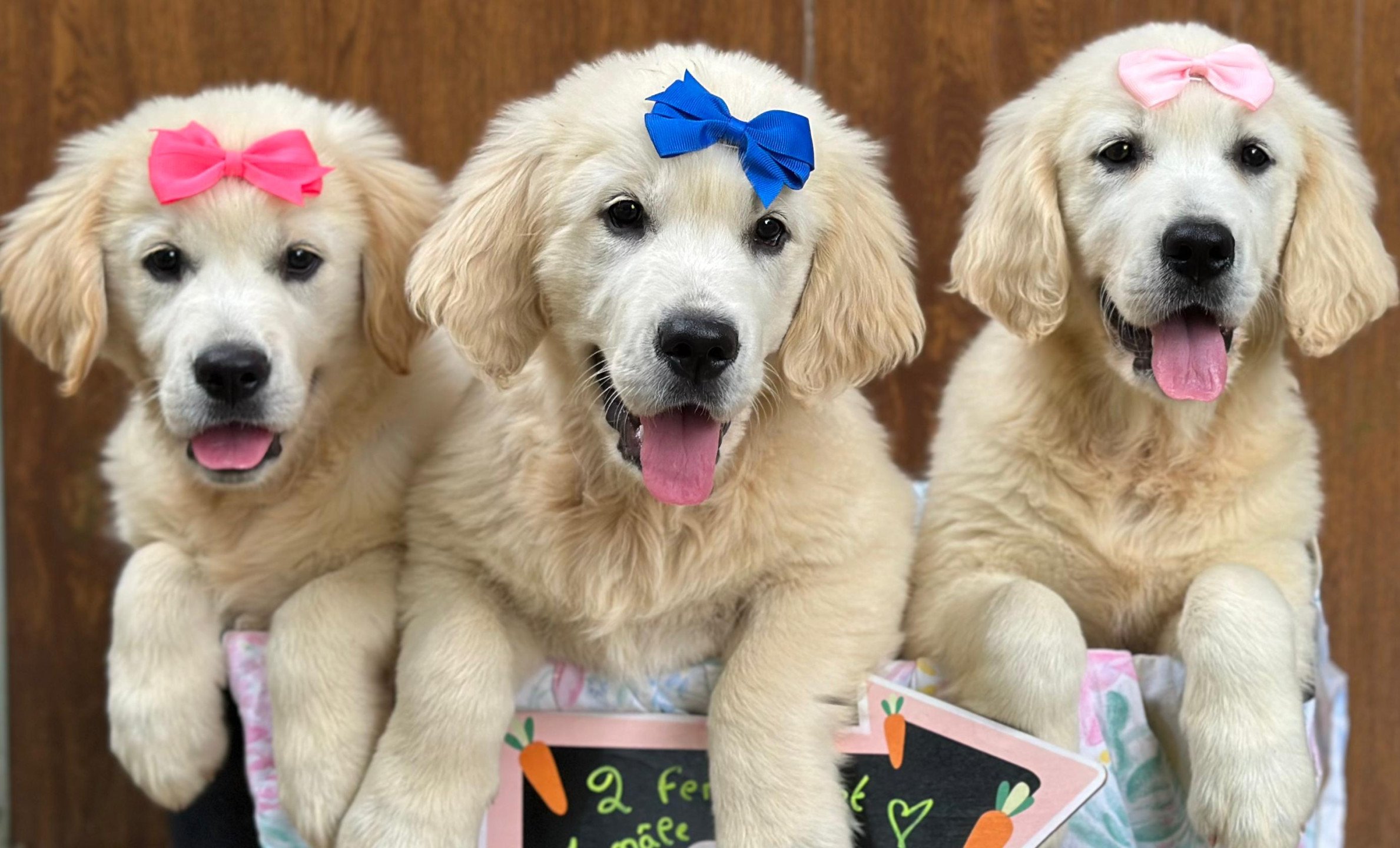 Golden Retriever Débardeurs Cadeaux 2025 à vendre Golden Retriever Débardeurs Cadeaux 2025 à vendre