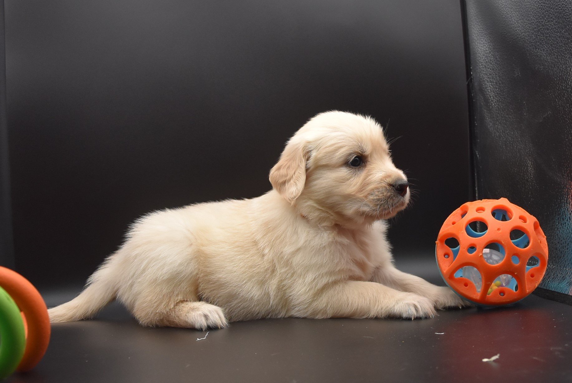 Portée Nat du Fond de la Noye Golden retriever sable Loyd des Fields... Portée Nat du Fond de la Noye Golden retriever sable Loyd des Fields...