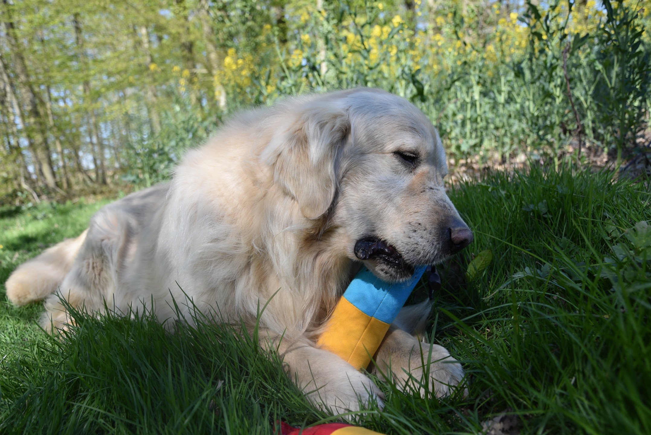 Godzilla des Anges de la Claie - Chien Golden retriever Seine-et-Marne