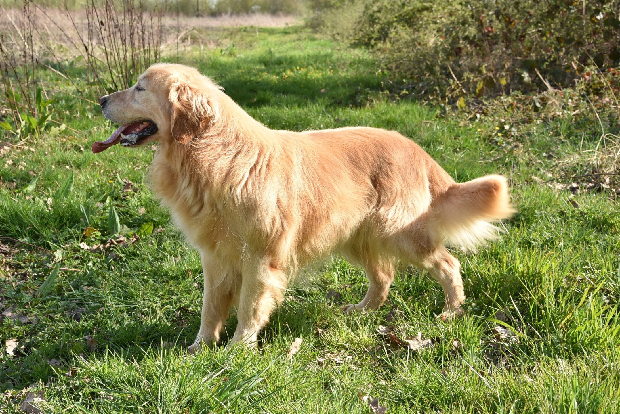 Loyd des Fields d'Est - Chien Golden retriever Seine-et-Marne