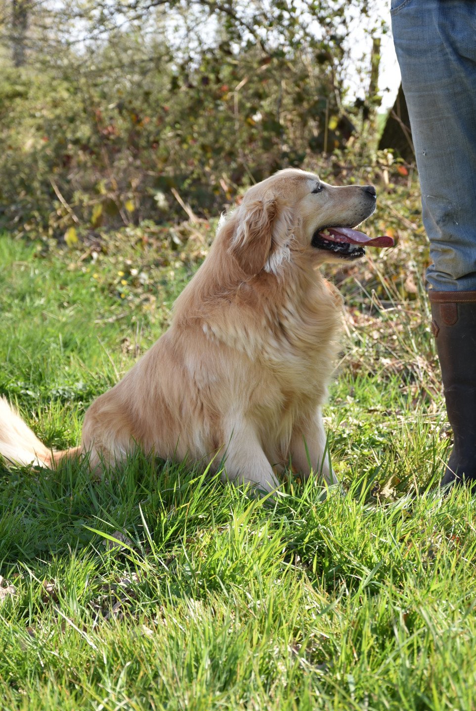 Loyd Des Fields D Est Chien Golden Retriever Seine Et Marne