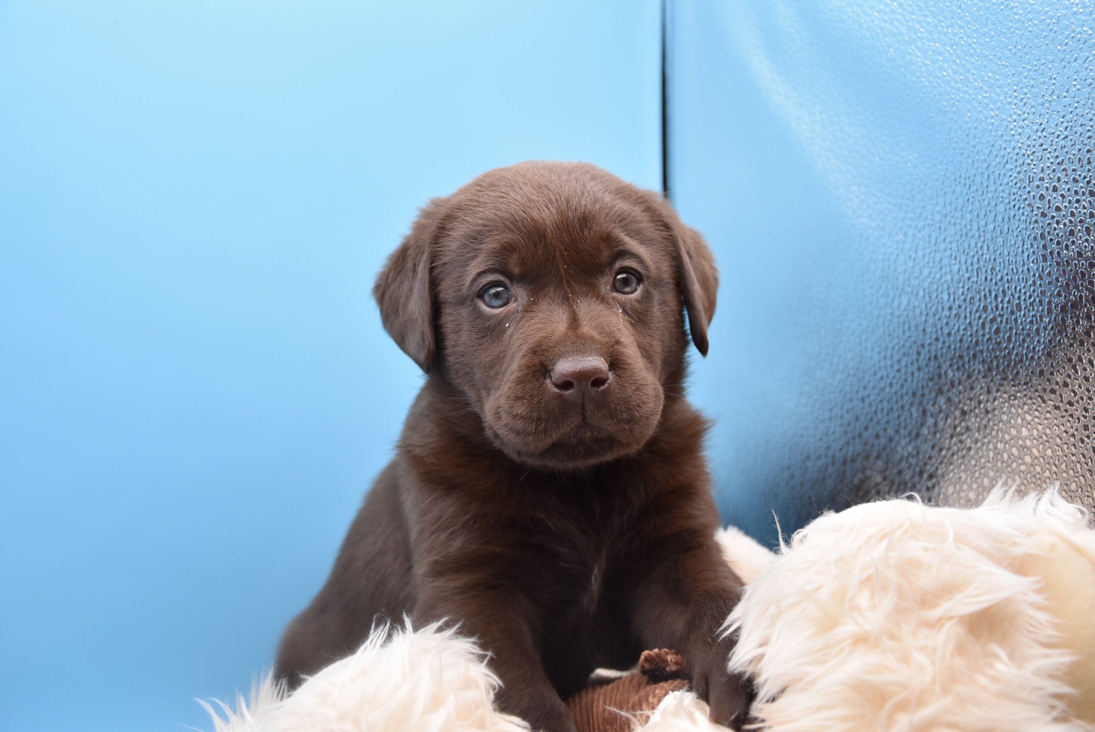 Roxy Du Fond De La Noye Chiot Retriever Du Labrador Seine Et Marne