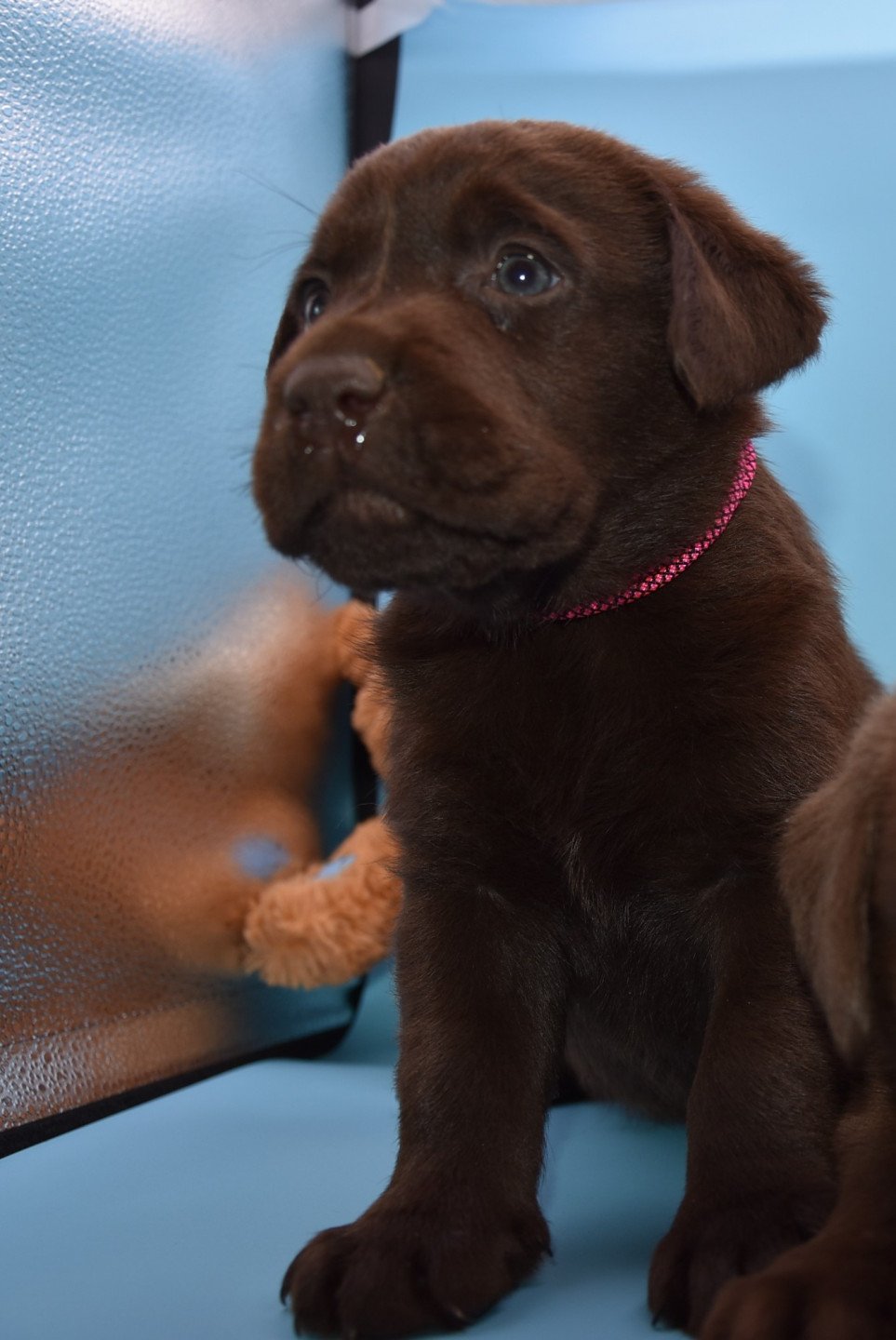 Roxy Du Fond De La Noye Chiot Retriever Du Labrador Seine Et Marne Roxy Du Fond De La Noye Chiot Retriever Du Labrador Seine Et Marne