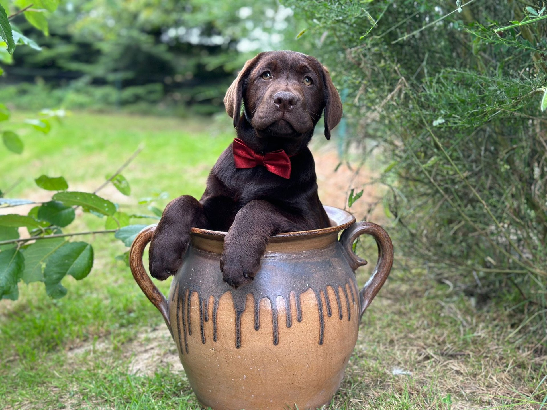 V'Ades du Fond de la Noye Chiot Retriever du Labrador SeineetMarne