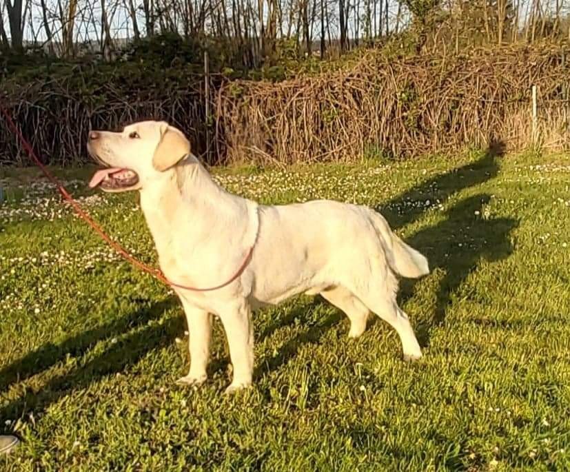 Liverpool for Rusmairas Chien Retriever du Labrador SeineetMarne