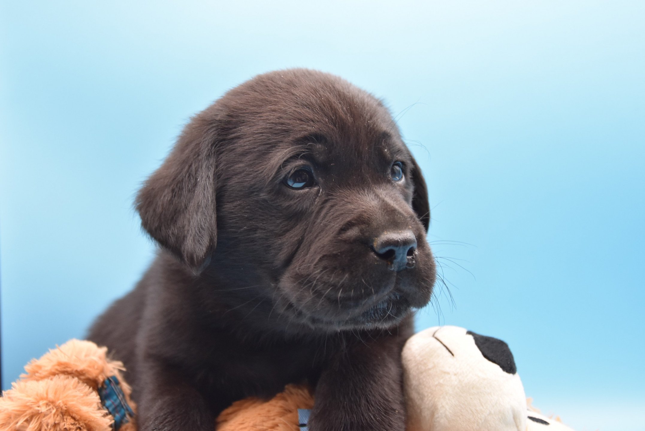 Raven Du Fond De La Noye Chiot Retriever Du Labrador Seine Et Marne