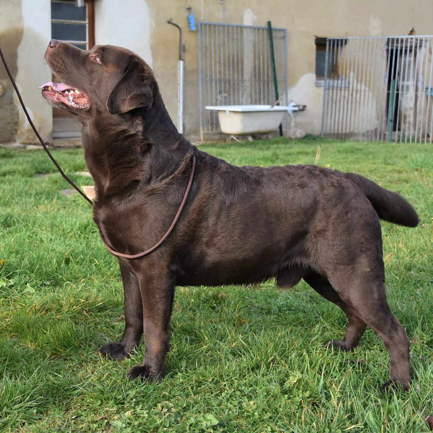 Maori-Moko du Puits de Chanteins - Chien Retriever du Labrador 
