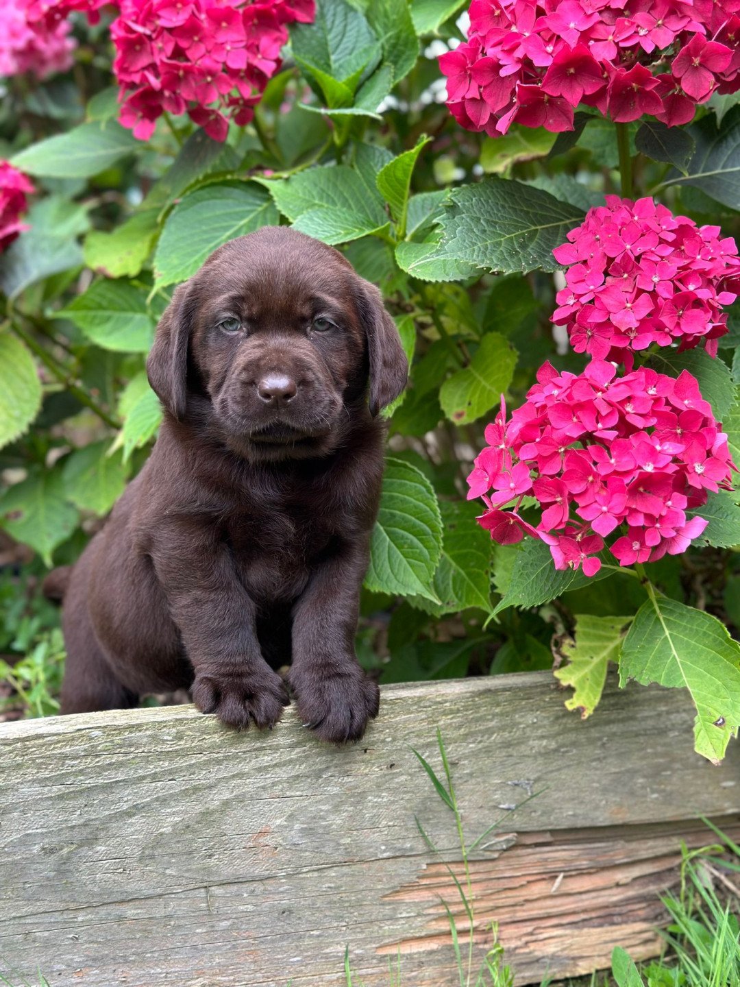 2024 Mariage Kendystyle With Open Arms Retriever du Labrador chocolat