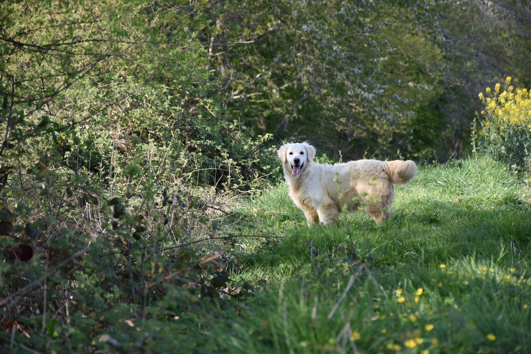 Portée Nana du Fond de la Noye Golden retriever sable Loyd  
