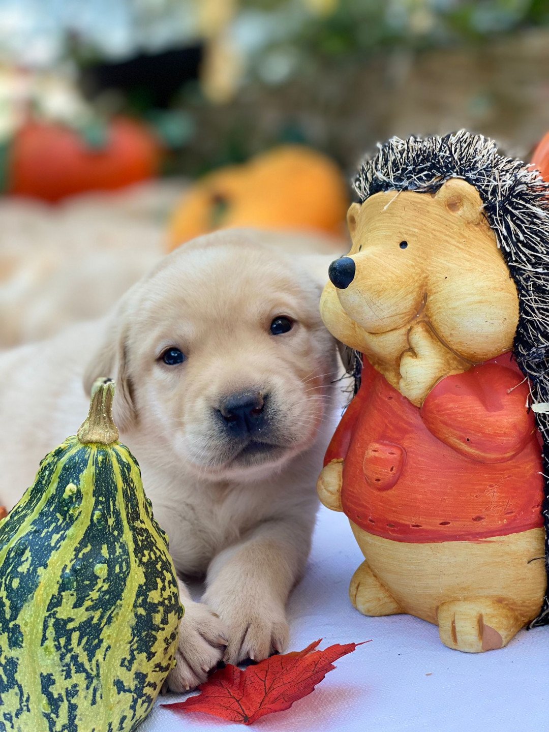 Portée Séville Ravel 2024 Séville du Fond de la Noye Retriever du