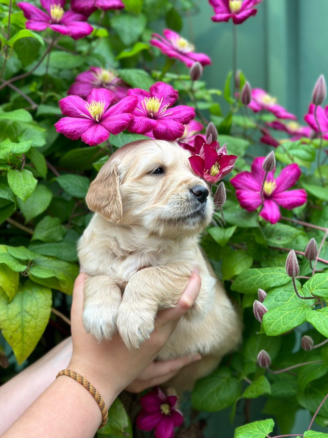 2024 Mariage Toscane du Fond de la Noye Golden retriever fauve clair