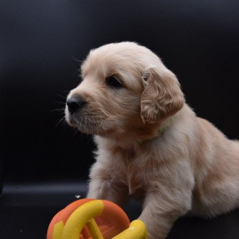 chiot Golden retriever sable élevage du Fond de la Noye chiot Golden retriever sable élevage du Fond de la Noye