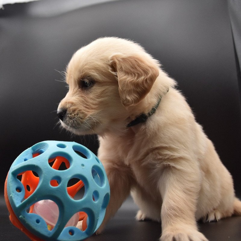 Taïko du Fond de la Noye Mâle Golden retriever