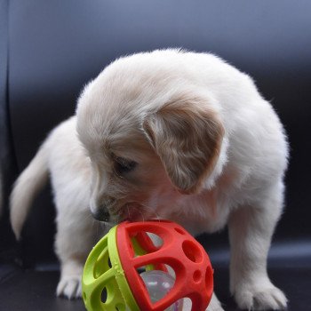 chiot Golden retriever sable élevage du Fond de la Noye