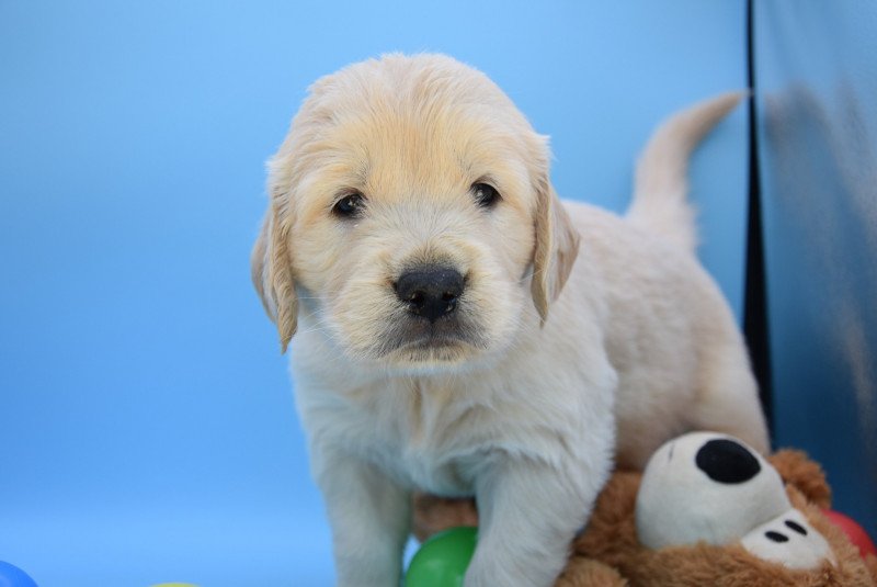 Taro du Fond de la Noye Mâle Golden retriever