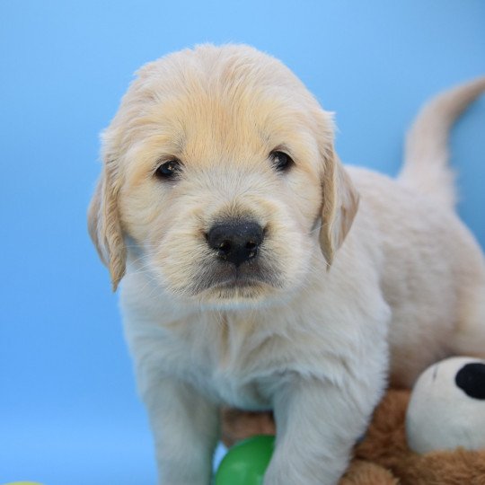 Taro du Fond de la Noye Mâle Golden retriever