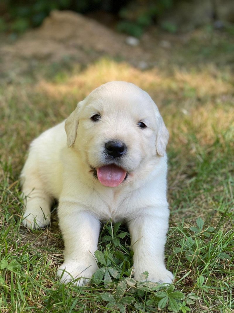 Tïla du Fond de la Noye Femelle Golden retriever Tïla du Fond de la Noye Femelle Golden retriever