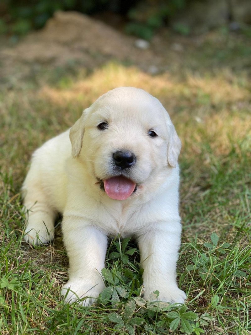 Tïla du Fond de la Noye Femelle Golden retriever