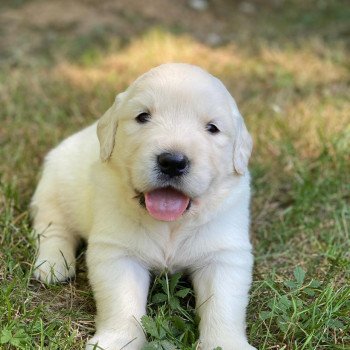 chiot Golden retriever sable élevage du Fond de la Noye