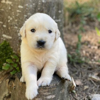 chiot Golden retriever sable élevage du Fond de la Noye