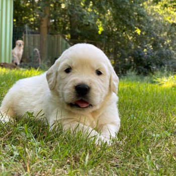 chiot Golden retriever sable élevage du Fond de la Noye