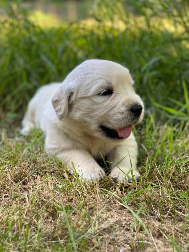 Taiko du Fond de la Noye Mâle Golden retriever