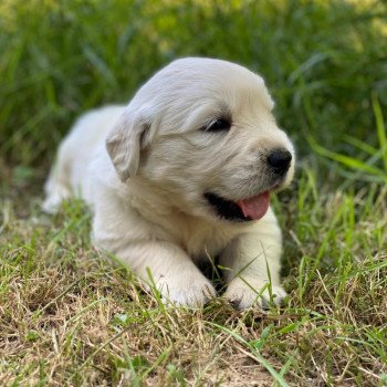 chiot Golden retriever sable élevage du Fond de la Noye