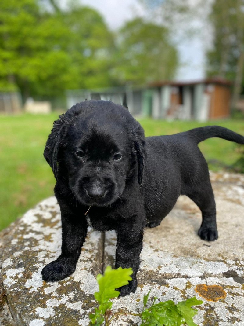 Toupy du Fond de la Noye Mâle Retriever du Labrador