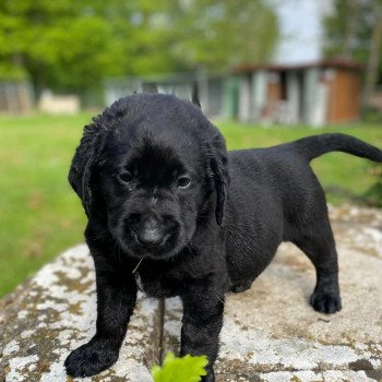 chiot Retriever du Labrador noir élevage du Fond de la Noye