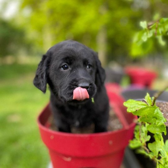 T'Summer du Fond de la Noye Femelle Retriever du Labrador