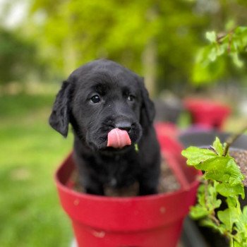 chiot Retriever du Labrador noire élevage du Fond de la Noye