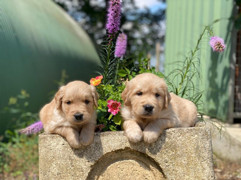 T'Ross du Fond de la Noye Mâle Golden retriever T'Ross du Fond de la Noye Mâle Golden retriever