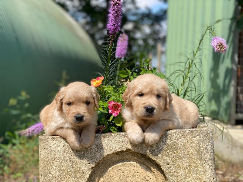 T'Ross du Fond de la Noye Mâle Golden retriever