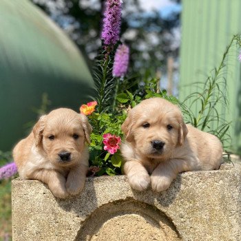 chiot Golden retriever fauve clair élevage du Fond de la Noye