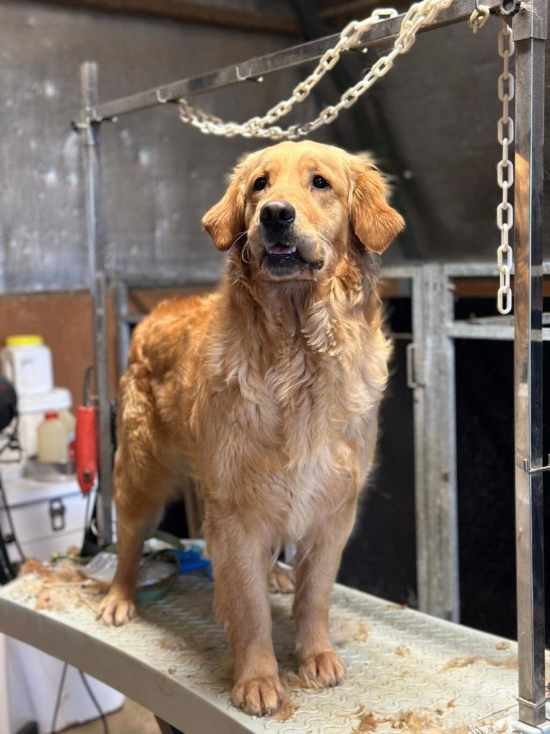 Tahiti du Fond de la Noye Femelle Golden retriever