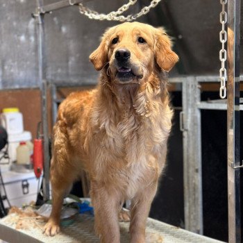chien Golden retriever fauve clair Tahiti élevage du Fond de la Noye chien Golden retriever fauve clair Tahiti élevage du Fond de la Noye