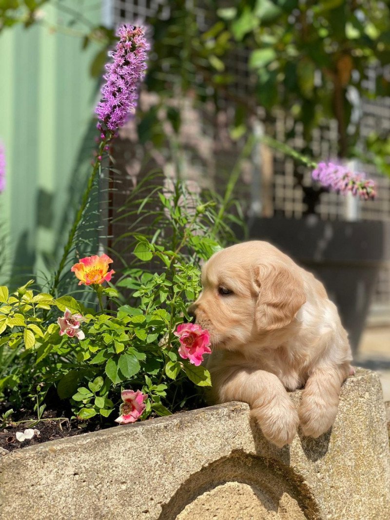 Tahiti du Fond de la Noye Femelle Golden retriever