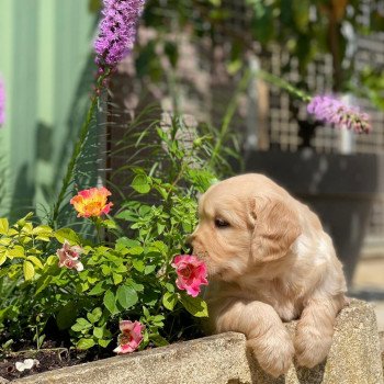 chiot Golden retriever fauve clair élevage du Fond de la Noye