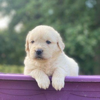 chiot Golden retriever sable élevage du Fond de la Noye