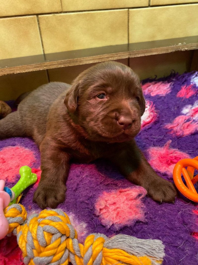 chiot (Portée Rutabaga ❤ Winston 2023) - Mâle chocolat du Fond de la Noye Mâle Retriever du Labrador chiot (Portée Rutabaga ❤ Winston 2023) - Mâle chocolat du Fond de la Noye Mâle Retriever du Labrador