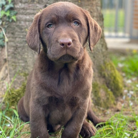 Umtiti du Fond de la Noye Mâle Retriever du Labrador