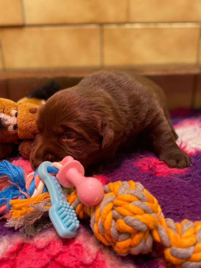 U'Groot du Fond de la Noye Mâle Retriever du Labrador