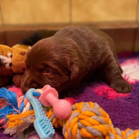 U'Groot du Fond de la Noye Mâle Retriever du Labrador