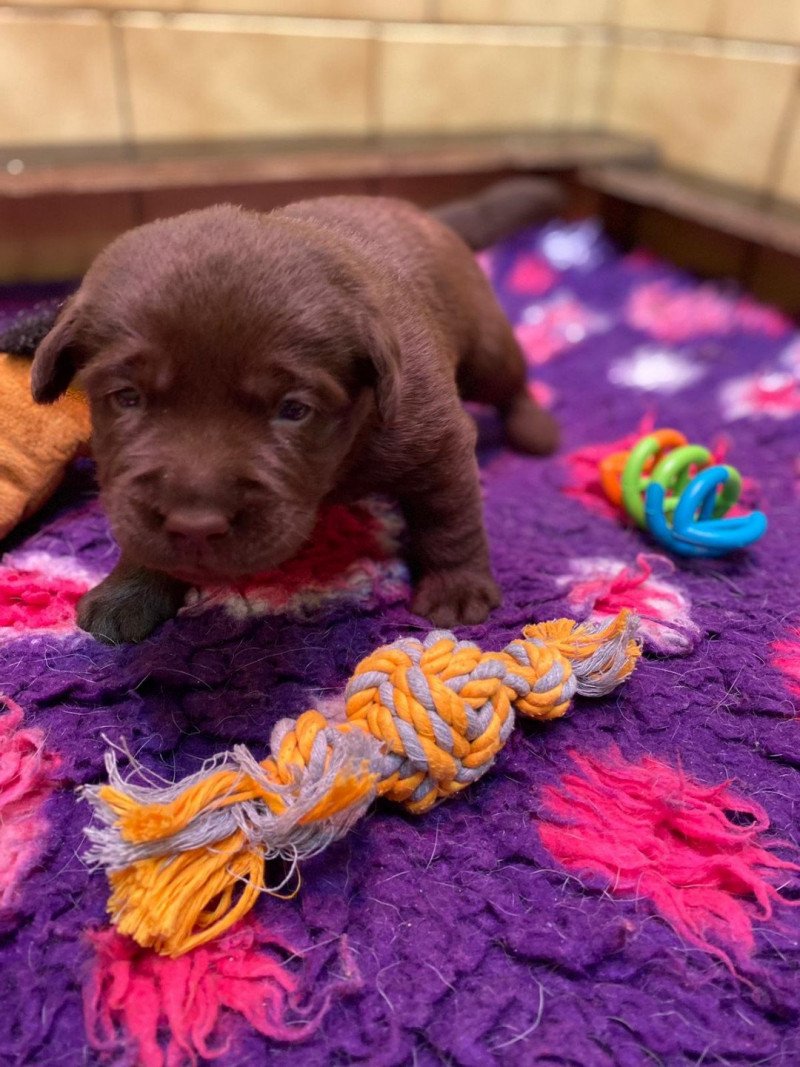 chiot (Portée Rutabaga ❤ Winston 2023) - Femelle chocolat du Fond de la Noye Femelle Retriever du Labrador chiot (Portée Rutabaga ❤ Winston 2023) - Femelle chocolat du Fond de la Noye Femelle Retriever du Labrador