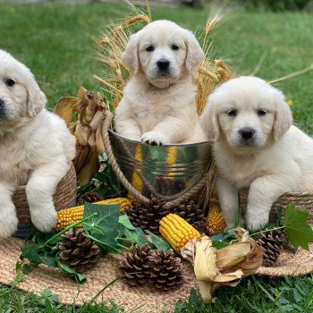 chiot Golden retriever sable élevage du Fond de la Noye