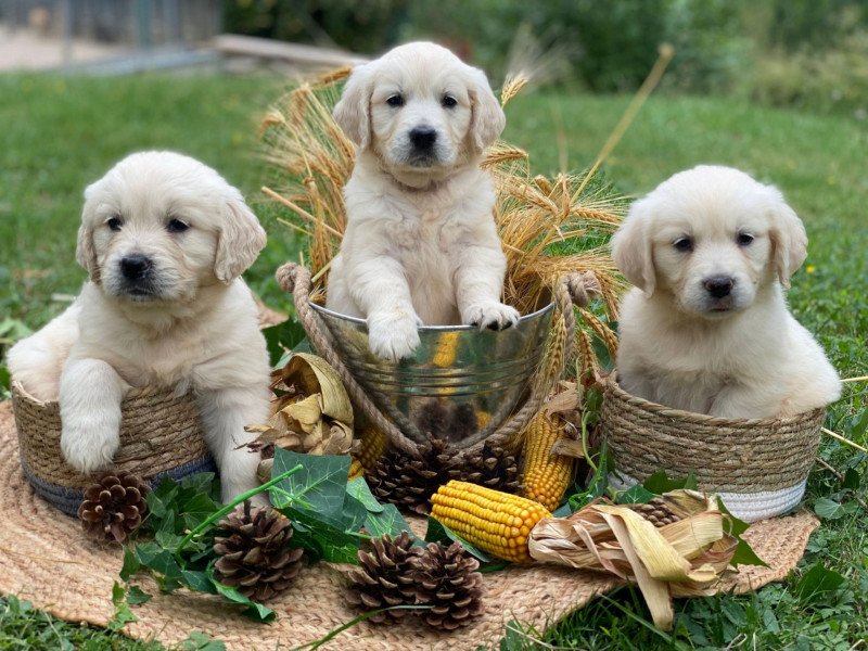 U'Louky du Fond de la Noye Mâle Golden retriever