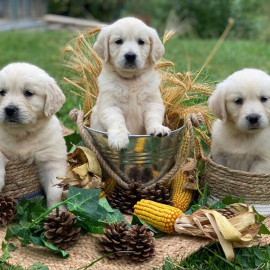 U'Louky du Fond de la Noye Mâle Golden retriever