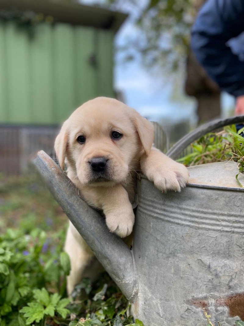 V'Scooby du Fond de la Noye Mâle Retriever du Labrador