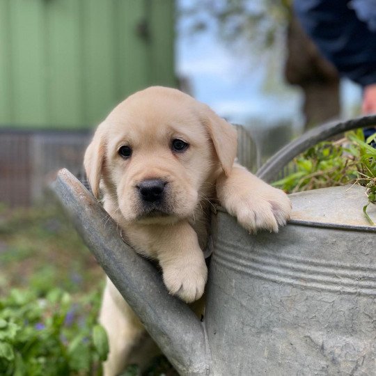 V'Scooby du Fond de la Noye Mâle Retriever du Labrador