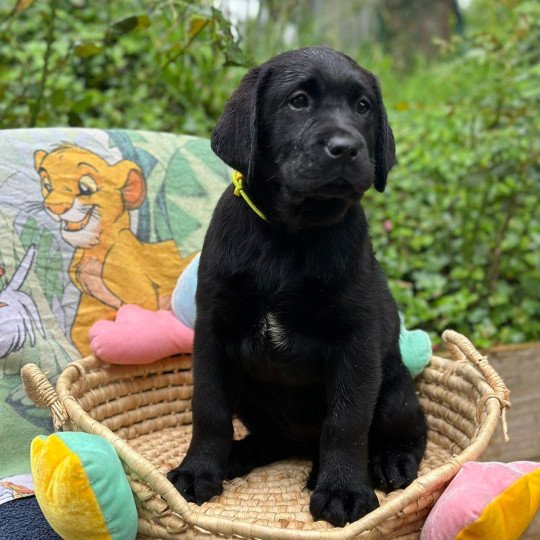 V'Lili du Fond de la Noye Femelle Retriever du Labrador